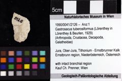 Foto (Objket + Etiketten) von Gastrosacus tuberosiformus (Lörenthey in Lörenthey & Beurlen, 1929) 